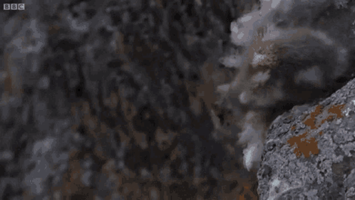 A Cliff With A Bbc Logo On The Bottom GIF