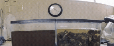 A Clock Hanging On A Wall Shows The Time As 7:15 GIF