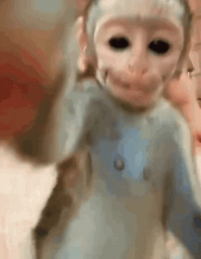 A Close Up Of A Baby Monkey Wearing A Blue Sweater . GIF