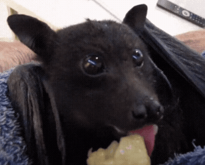 A Close Up Of A Bat Eating A Piece Of Fruit GIF