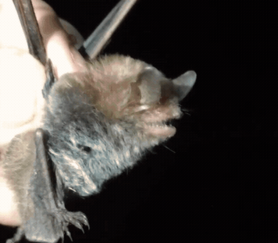 A Close Up Of A Bat Hanging Upside Down From A Person 'S Hand GIF