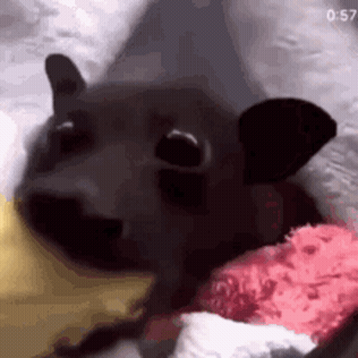 A Close Up Of A Bat Laying On Top Of A Pink Pillow On A Bed . GIF