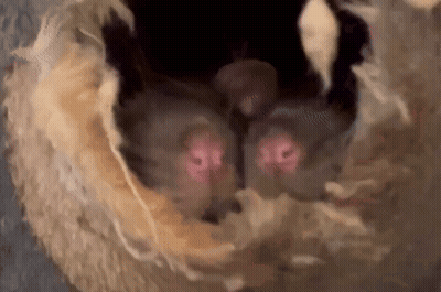 A Close Up Of A Bat 'S Eyes Looking Out Of A Hole . GIF