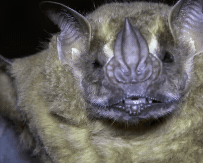 A Close Up Of A Bat 'S Face With A Very Long Nose GIF