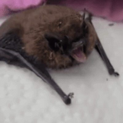 A Close Up Of A Bat With Its Mouth Open On A White Surface . GIF