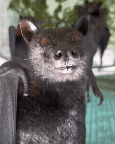 A Close Up Of A Bat With Its Wings Spread GIF