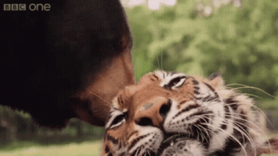 A Close Up Of A Bear Kissing A Tiger 'S Nose GIF