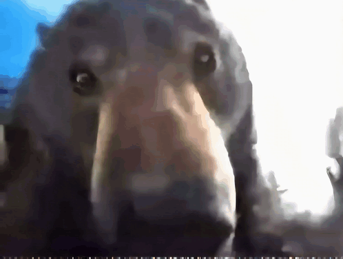 A Close Up Of A Bear 'S Face With A Blue Sky In The Background GIF