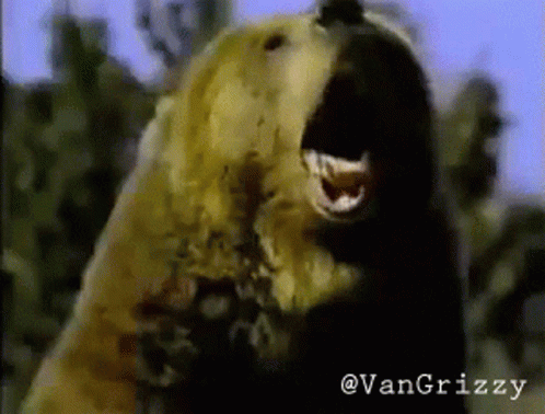 A Close Up Of A Bear With The Word Van Grizzly On The Bottom Left GIF