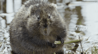 A Close Up Of A Beaver Eating A Stick With The Words Headlikeanorange In The Corner GIF