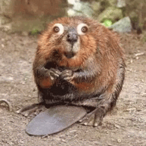 A Close Up Of A Beaver With Big Eyes And A Long Tongue . GIF