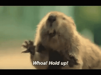 A Close Up Of A Beaver With The Words `` Whoa ! Hold Up '' Written On It . GIF