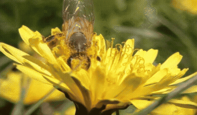A Close Up Of A Bee Gathering Pollen From A Yellow Flower GIF
