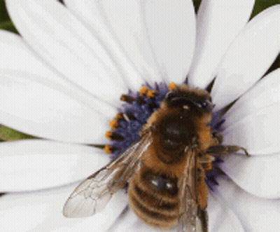 A Close Up Of A Bee On A Flower GIF