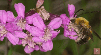 A Close Up Of A Bee On A Purple Flower With A Play Button In The Corner GIF