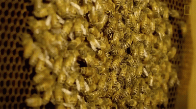 A Close Up Of A Beehive With A Lot Of Bees GIF