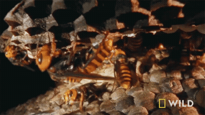 A Close Up Of A Beehive With A National Geographic Logo GIF
