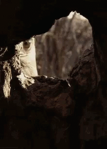 A Close Up Of A Bird Looking Out Of A Hole In A Tree . GIF
