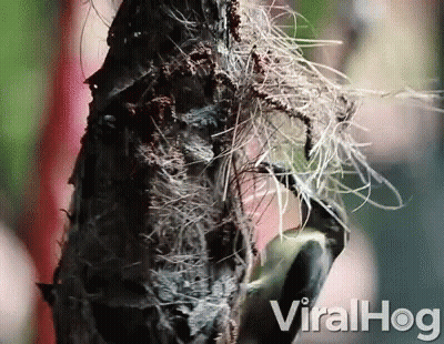 A Close Up Of A Bird On A Tree Branch With The Words Viralhog On The Bottom Right GIF
