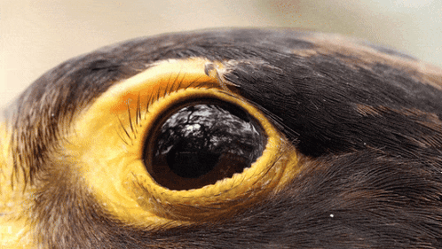A Close Up Of A Bird 'S Eye With A Reflection Of Trees GIF