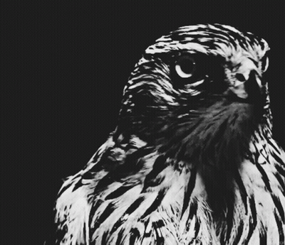 A Close Up Of A Bird 'S Face With A Black And White Photo GIF