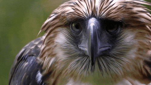 A Close Up Of A Bird 'S Face With A Blue Beak GIF