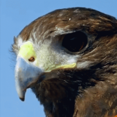 A Close Up Of A Bird 'S Face With A Yellow Beak GIF