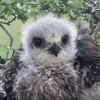 A Close Up Of A Bird 'S Face With A Yellow Beak GIF