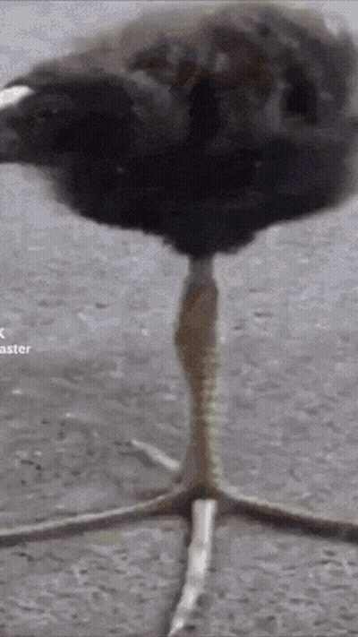A Close Up Of A Bird 'S Foot With The Word Aster Visible In The Corner GIF