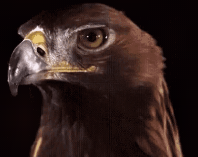 A Close Up Of A Bird 'S Head With A Black Background . GIF