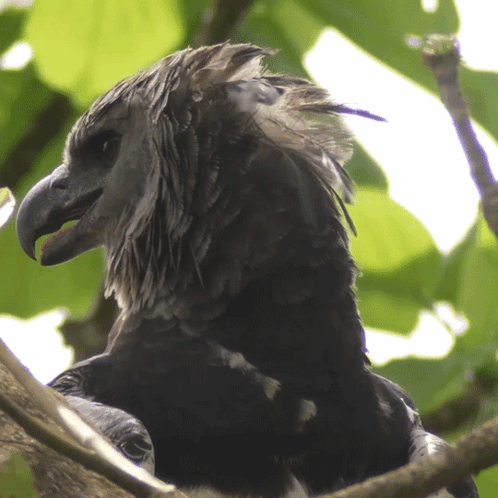 A Close Up Of A Bird 'S Head With A Tree In The Background GIF