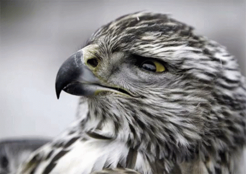 A Close Up Of A Bird 'S Head With A Yellow Eye GIF