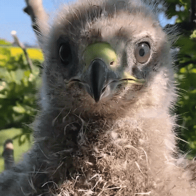 A Close Up Of A Bird 'S Head With Feathers On It GIF
