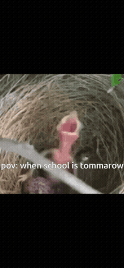 A Close Up Of A Bird 'S Mouth With The Words POV When School Is Tommarow Written Below It GIF