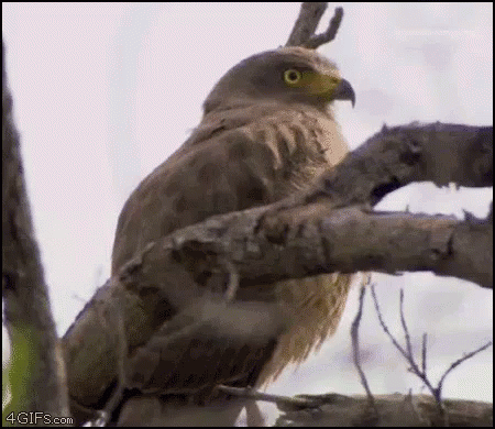 A Close Up Of A Bird Sitting On A Branch GIF