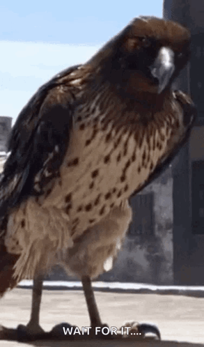 A Close Up Of A Bird Standing On A Ledge With The Words Wait For It . GIF