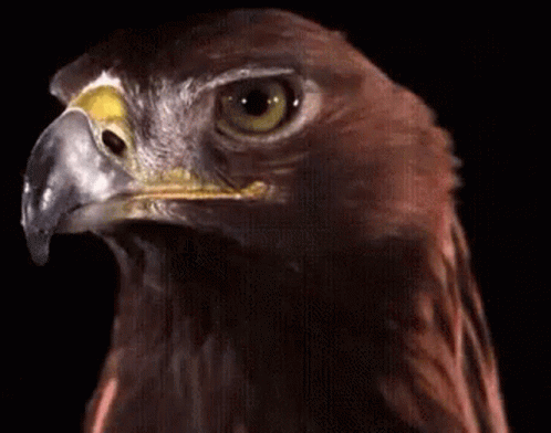 A Close Up Of A Bird With A Black Background GIF
