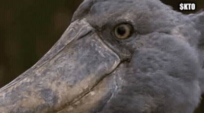 A Close Up Of A Bird With A Large Beak GIF