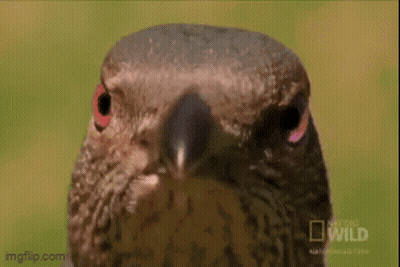 A Close Up Of A Bird With A National Geographic Logo On The Bottom GIF