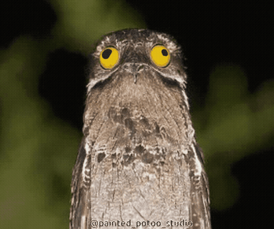 A Close Up Of A Bird With Yellow Eyes And The Words Painted_potoo_studio Below It GIF