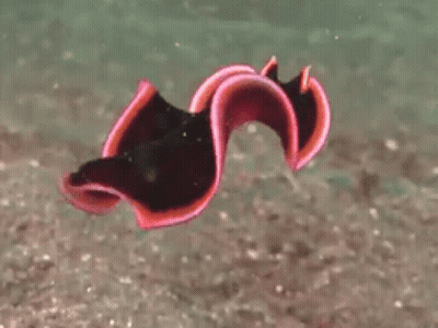 A Close Up Of A Black And Red Sea Slug GIF