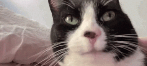 A Close Up Of A Black And White Cat Laying On A Bed . GIF