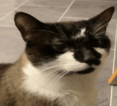 A Close Up Of A Black And White Cat On A Tile Floor GIF