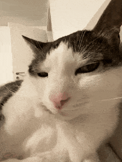A Close Up Of A Black And White Cat 'S Face GIF
