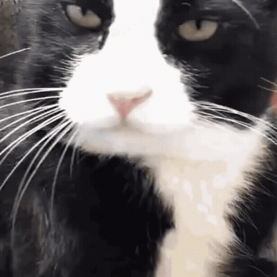 A Close Up Of A Black And White Cat 'S Nose And Whiskers On A White Background . GIF