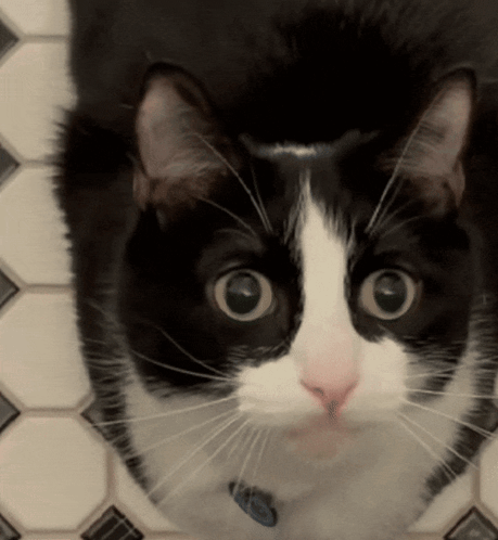 A Close Up Of A Black And White Cat With A Blue Collar GIF