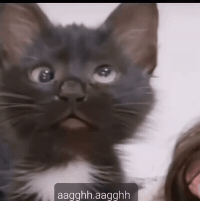 A Close Up Of A Black And White Cat With The Words Aagghh.aagghh On The Bottom GIF