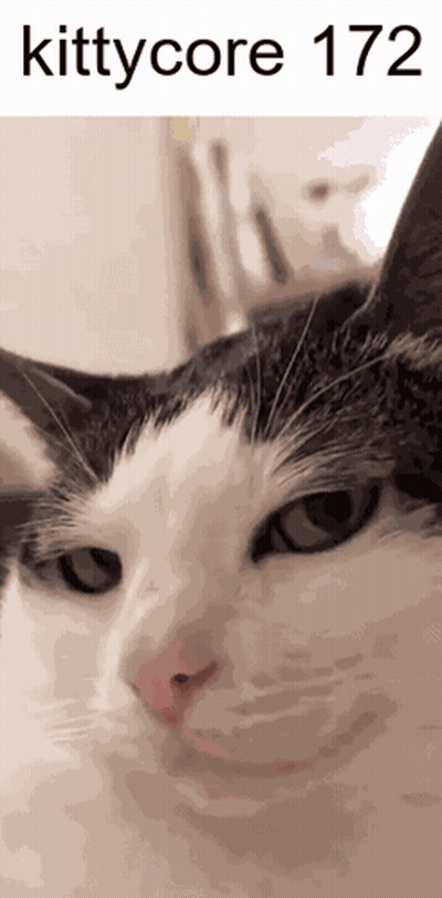 A Close Up Of A Black And White Cat With The Words Kittycore 172 Written Above It GIF
