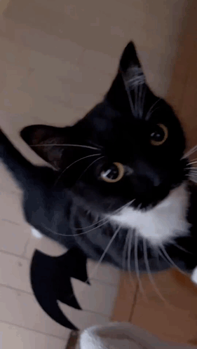 A Close Up Of A Black And White Cat With Yellow Eyes GIF