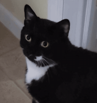 A Close Up Of A Black And White Cat With Yellow Eyes GIF